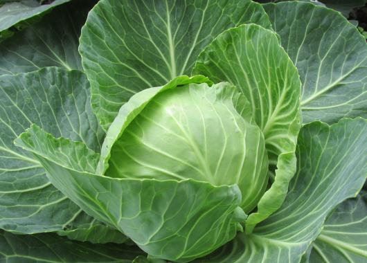 A cabbage