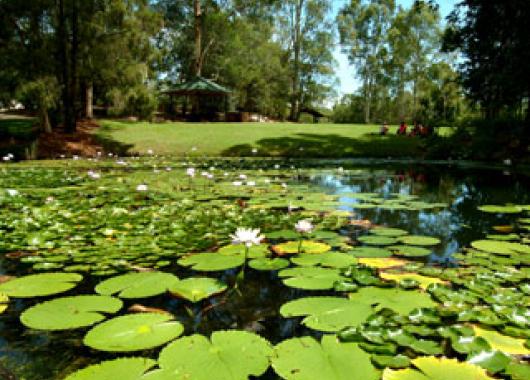 Duck pond with water lilies and a grassy slope in the background