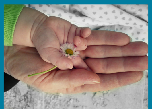 babies hand in adults hand holding a daisy