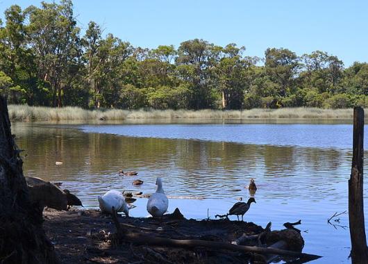 Ducks at Glenbrook Lagoon