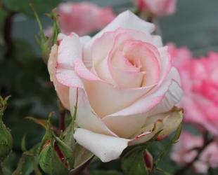 Endless Love ABA 60th Anniversary rose