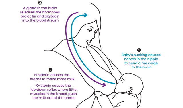 Diagram showing the effect of hormones during the let-down reflex