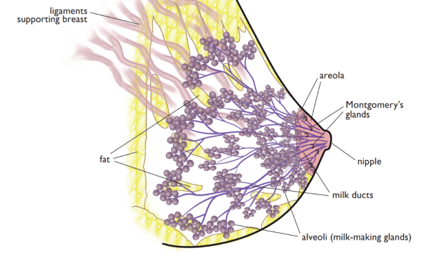 Structure of the breast showing the milk-making glands, milk ducts and connective tissue